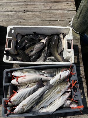 Wild Country Seafood by null