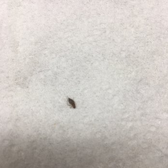 DoubleTree by Hilton Hotel Memphis - Dead bug in shower - Hotels Near Me - Memphis, Tennessee DoubleTree by Hilton Hotel Memphis - Dead bug in shower - Hotels Near Me - Memphis, Tennessee