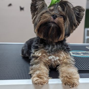 Fifth and Bark - Pet Groomers Near Me - Tampa, Florida Fifth and Bark - Pet Groomers Near Me - Tampa, Florida