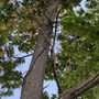 Photo of Hybrid Tree Service