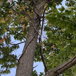 Hybrid Tree Service