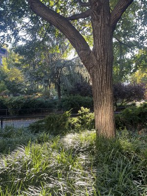 Herbert Von King Park by null