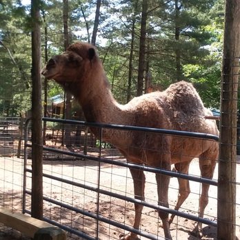 Garlyn Zoo - Zoos Near Me - Naubinway, Michigan Garlyn Zoo - Zoos Near Me - Naubinway, Michigan