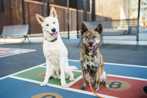 sunnyside dog rescue