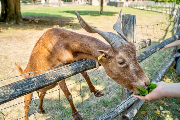 Petit Trianon by null