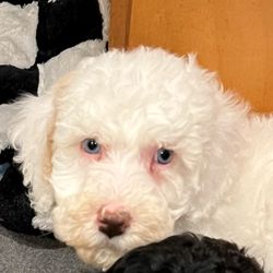 Golden Xpress Labradoodles - Blue eyed Labradoodle