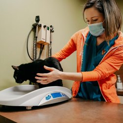 Festival Veterinary Clinic - This sweet kitty is getting weighed before her wellness exam. Nutrition and weight control is just as important for pets as i...