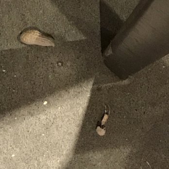 Logan's Roadhouse - Dangerous, landmine-like, peanuts. - Steakhouses Near Me - Marion, Illinois