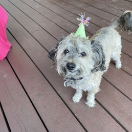 My dog was very excited to eat the cake and really enjoyed the leftovers, which froze well. My dog was very excited to eat the cake and really enjoyed the leftovers, which froze well.
