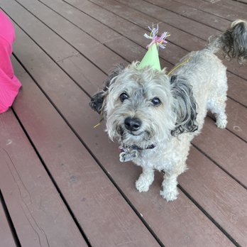 Sugah's Cookies and Cakes - My dog was very excited to eat the cake and really enjoyed the leftovers, which froze well. - Bakeries Near Me Sugah's Cookies and Cakes - My dog was very excited to eat the cake and really enjoyed the leftovers, which froze well. - Bakeries Near Me