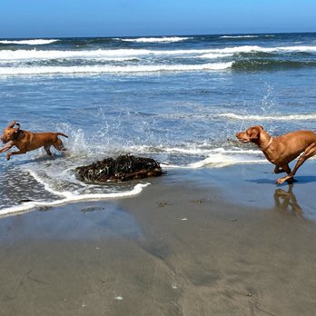 Doggie Adventures - Dog Walkers Near Me