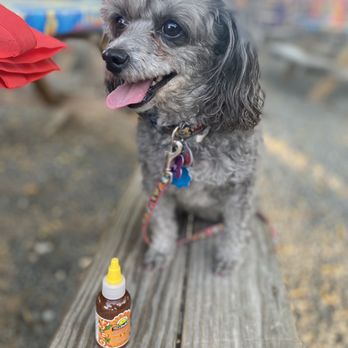 The Far Out Lounge and Stage - Dog friendly - Bars Near Me - Austin, Texas The Far Out Lounge and Stage - Dog friendly - Bars Near Me - Austin, Texas