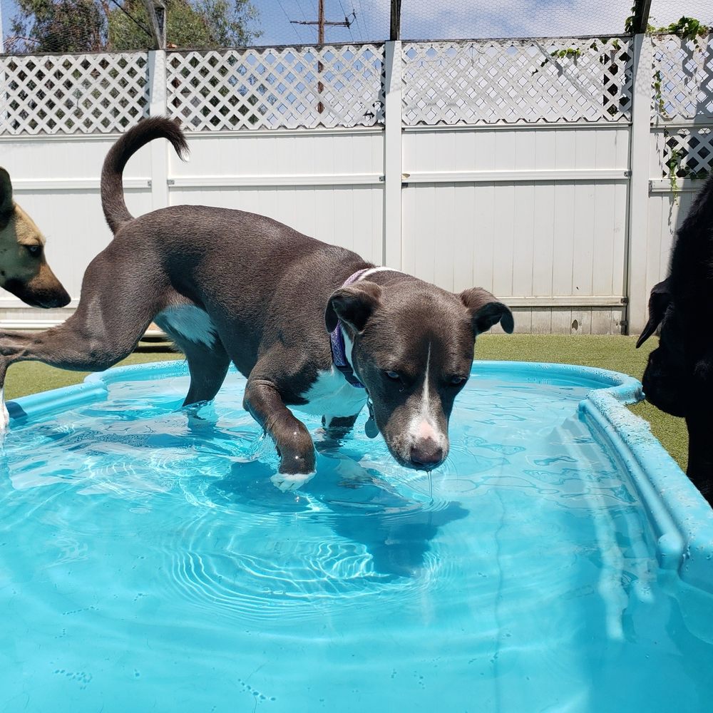 WagVille - Veruca - Pet Training Near Me - Los Angeles, California