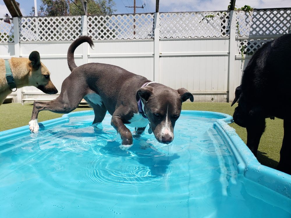 WagVille - pet boarding facility in Los Angeles, CA
