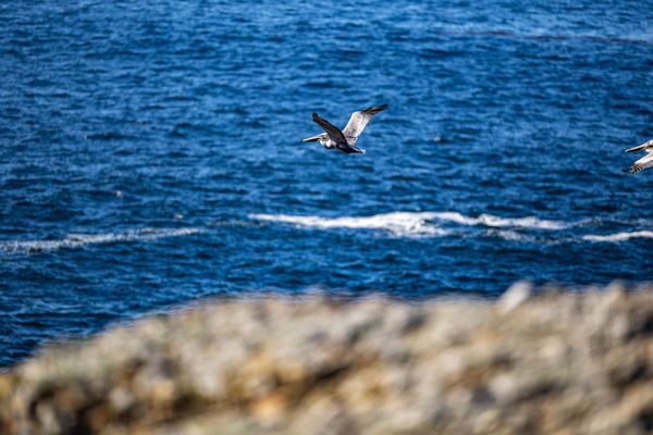Point Lobos State Natural Reserve by null