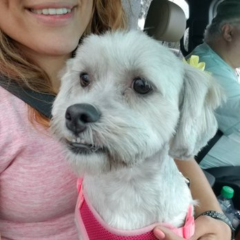 TLC Pet Salon - Pet Groomers Near Me - Apopka, Florida