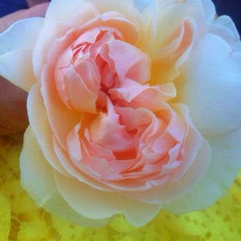 Florali - Amazing fragrant Flowers for a Tahoe Wedding... - Florists Near Me - Walnut Creek, California Florali - Amazing fragrant Flowers for a Tahoe Wedding... - Florists Near Me - Walnut Creek, California