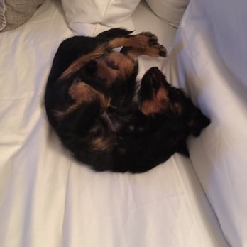 Hotel St. Francis - Pet friendly for a $25/nt fee - Hotels Near Me - Santa Fe, New Mexico Hotel St. Francis - Pet friendly for a $25/nt fee - Hotels Near Me - Santa Fe, New Mexico