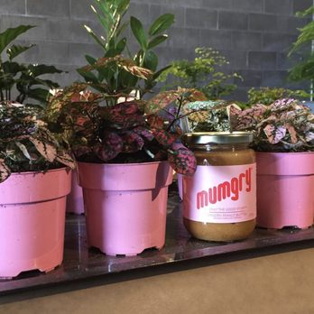 Mumgry - a variety of potted plants and a jar of peanut butter - Specialty Food Near Me Mumgry - a variety of potted plants and a jar of peanut butter - Specialty Food Near Me