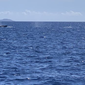 Sail Maui - Lahaina - Male Whales pod fighting for dominance. Slap fight. Lol - Boating Near Me - Lahaina, Hawaii Sail Maui - Lahaina - Male Whales pod fighting for dominance. Slap fight. Lol - Boating Near Me - Lahaina, Hawaii