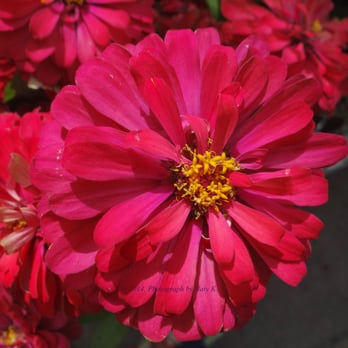 The Home Depot - Pink Zinnias at The Home Depot. - Nurseries & Gardening Near Me - Miami, Florida