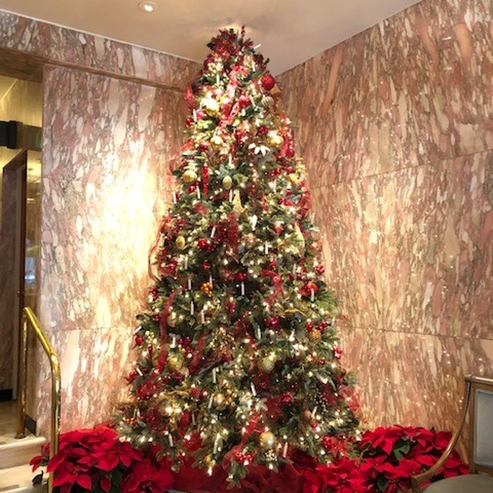SF Plants - Christmas Tree - 2019 - Nurseries & Gardening Near Me - San Francisco, California SF Plants - Christmas Tree - 2019 - Nurseries & Gardening Near Me - San Francisco, California