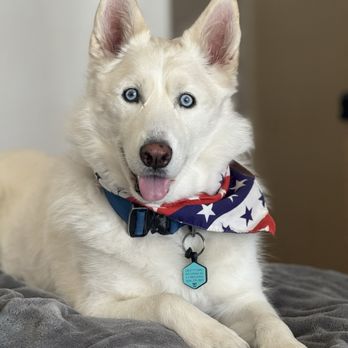 Magic Groomer - Pet Sitting Near Me - Arcadia, California