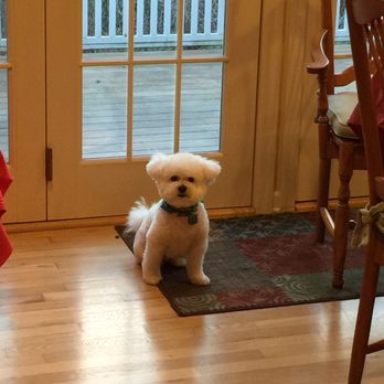 puppy love grooming salon