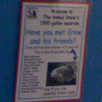 The Animal Store - 1500 gallon aquarium that houses Ernie and his friends. - Pet Stores Near Me - Lincolnwood, Illinois The Animal Store - 1500 gallon aquarium that houses Ernie and his friends. - Pet Stores Near Me - Lincolnwood, Illinois