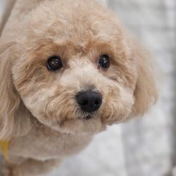 Dream Pet Grooming 