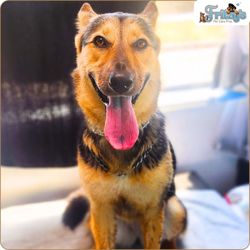 Fritzy's Pet Care Pros - The Pet Dog Groomer Mobile Grooming Services Near Me.