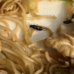 Golden House Chinese Restaurant - Earwig cooked in the food