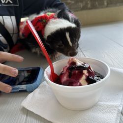 Tasty Swirl - My baby skunk Bella eating her pumpkin ice cream with blueberry topping.