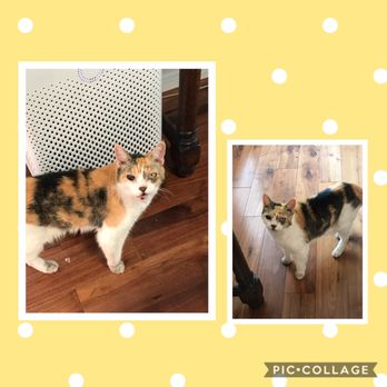 The Purr-fect Nanny - Dog Walkers Near Me - Omaha , Nebraska The Purr-fect Nanny - Dog Walkers Near Me - Omaha , Nebraska