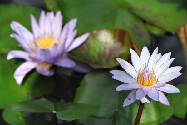 Greater Des Moines Botanical Garden by null
