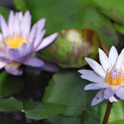 Greater Des Moines Botanical Garden