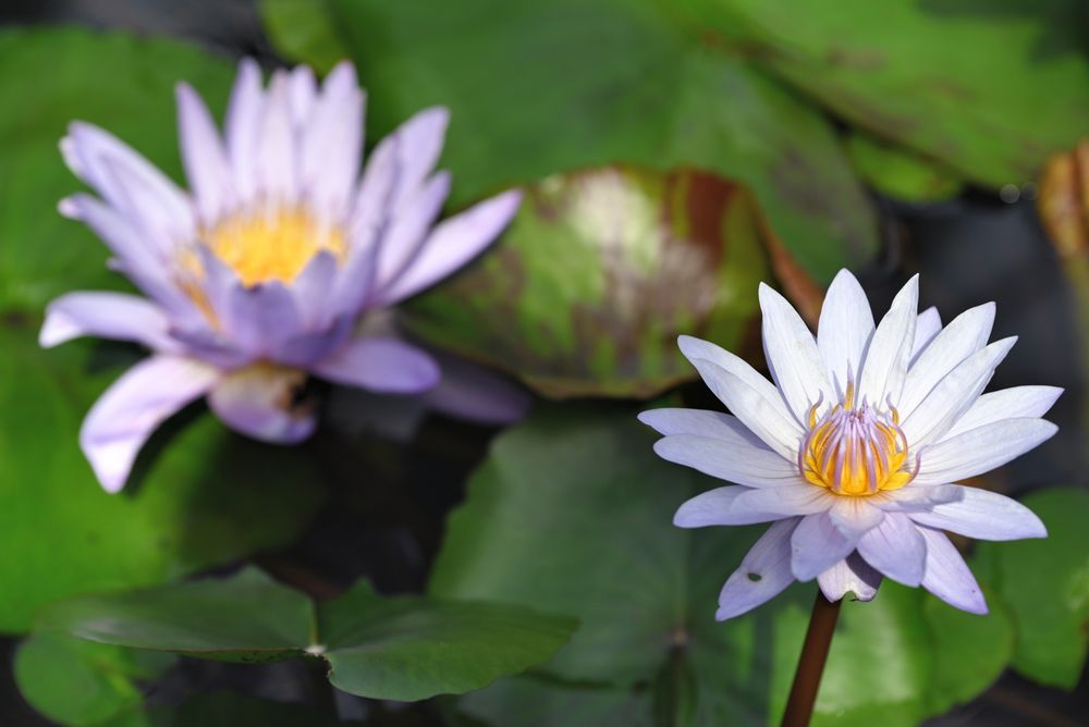 Social spots from Greater Des Moines Botanical Garden