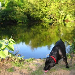 Holywells Park - Charlie at the pond