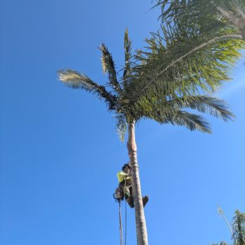 Master Arbor Service - Tree Services Near Me Master Arbor Service - Tree Services Near Me