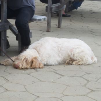 Stone Cow Brewery - decidedly dog-friendly - Breweries Near Me - Barre, Massachusetts