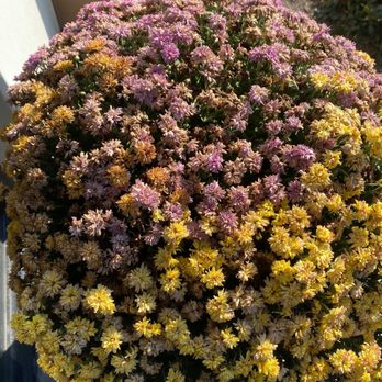 Pesche's Flowers - Nurseries & Gardening Near Me - Des Plaines, Illinois Pesche's Flowers - Nurseries & Gardening Near Me - Des Plaines, Illinois
