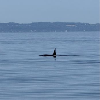 FRS Clipper - Orca!!!! - Travel Services Near Me - Seattle, Washington FRS Clipper - Orca!!!! - Travel Services Near Me - Seattle, Washington