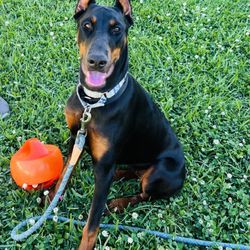 Paws Academy Dog Training