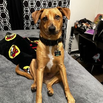 Austin Humane Society - Happy boy - Animal Shelters Near Me - Austin, Texas