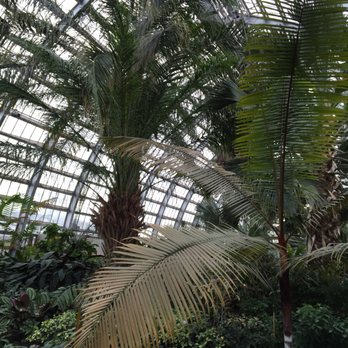 Garfield Park Conservatory - Palms aplenty! - Parks Near Me - Chicago, Illinois Garfield Park Conservatory - Palms aplenty! - Parks Near Me - Chicago, Illinois