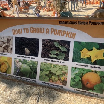 Shadelands Ranch Pumpkin Patch - Pumpkin Patches Near Me - Walnut Creek, California Shadelands Ranch Pumpkin Patch - Pumpkin Patches Near Me - Walnut Creek, California