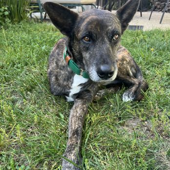 Berkeley Humane - Animal Shelters Near Me - Berkeley, California
