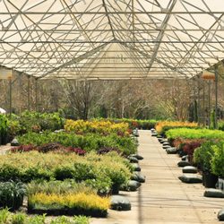 Stowe's Nursery