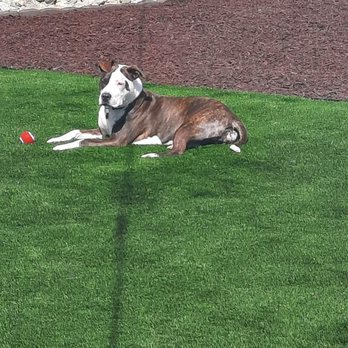 Cosmo Landscaping Design and Construction - My dog enjoying her new yard. - Landscape Architects or Designers Near Me