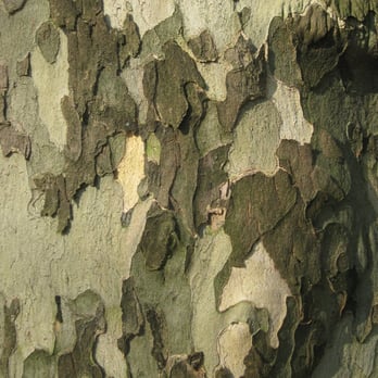Central Park Conservancy - Even the bark is first rate. - Parks Near Me - New York, New York Central Park Conservancy - Even the bark is first rate. - Parks Near Me - New York, New York